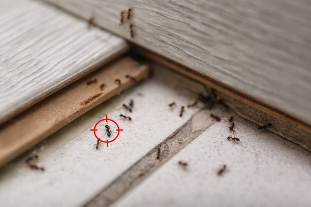 Trusted Ward, AR Pest Control Experts